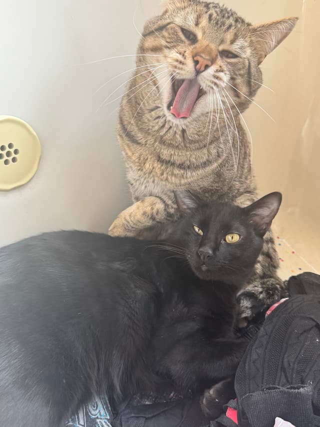 Lic. Gabriel Aguilera